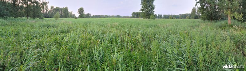 De Kloosterbeemden in de Demervallei