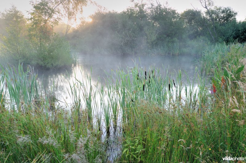 Visvijvertjes omgeving Vierkensbroek