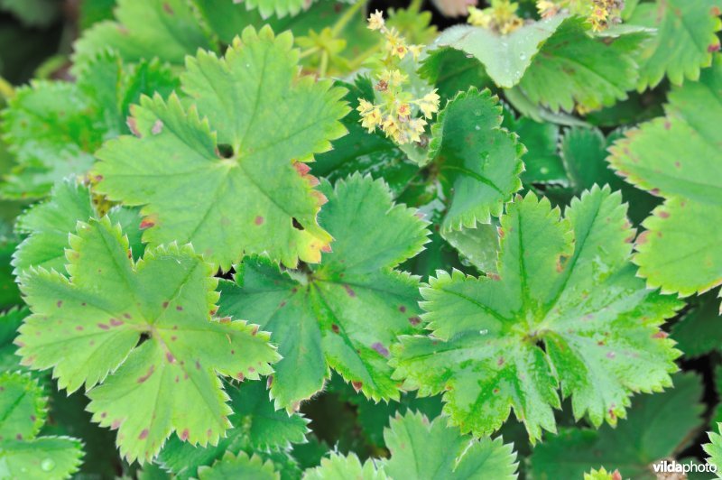 Blauwgroene vrouwenmantel