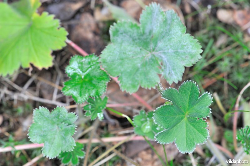 Blauwgroene vrouwenmantel