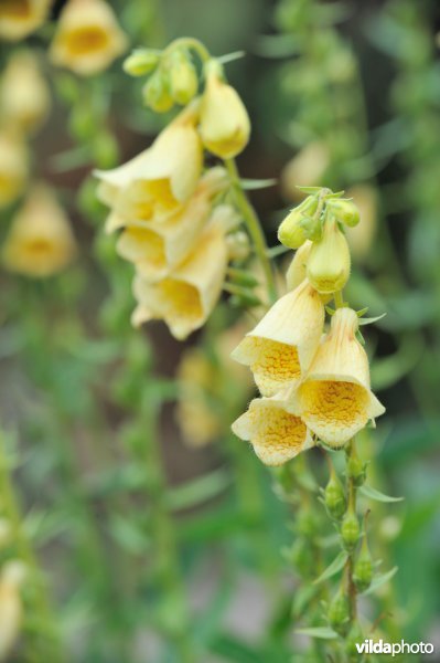 Grootbloemig vingerhoedskruid