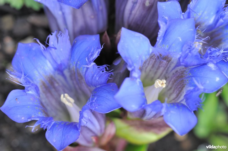 Gentiana septemfida