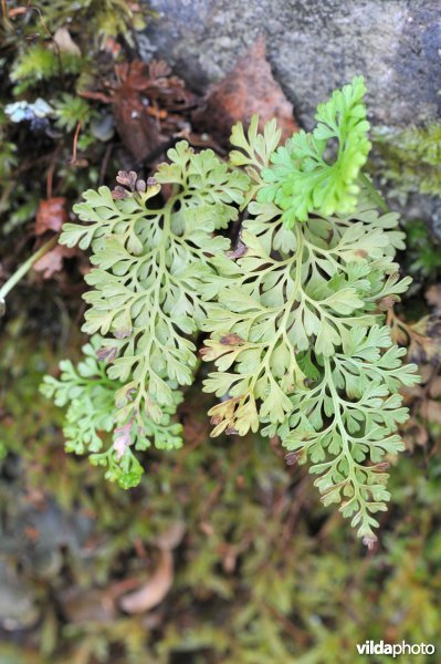 Asplenium dareoides