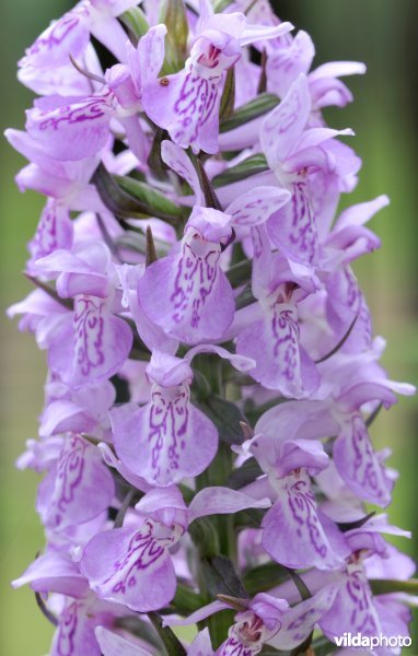 Bloemen van gevlekte rietorchis