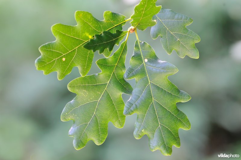 Blad van wintereik