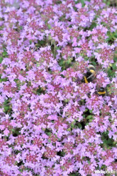 Thymus striatus