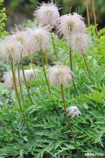 Pulsatilla alpicola