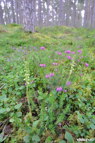 Dennenorchis