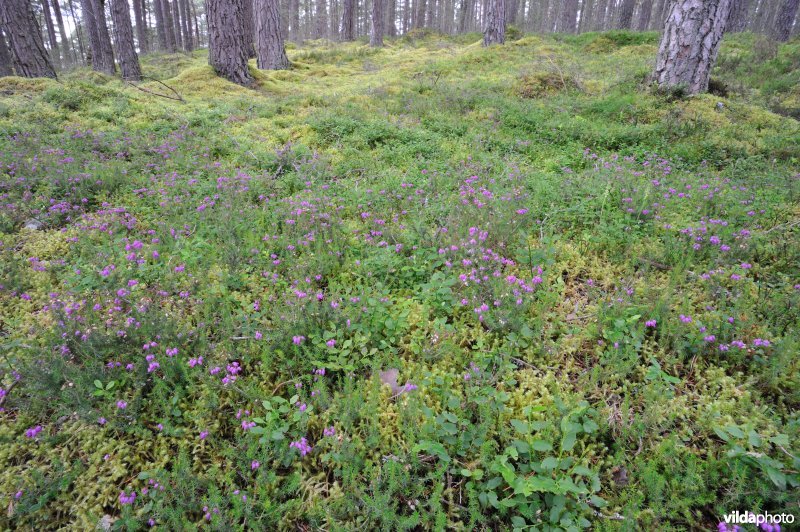 Dennenorchis