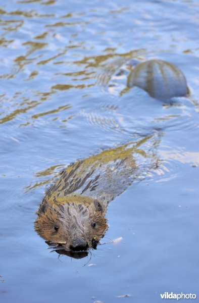 Zwemmende bever