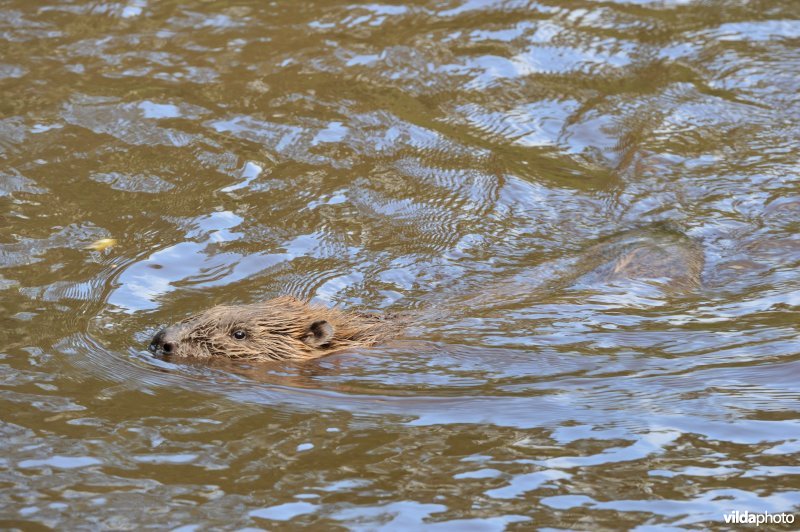 Zwemmende bever