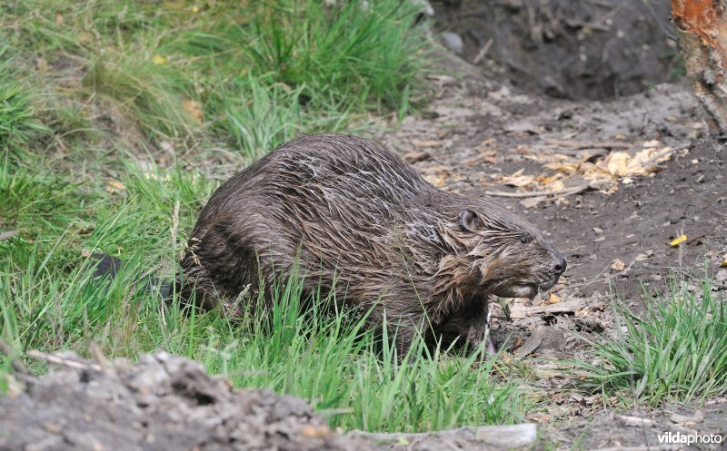 Bever