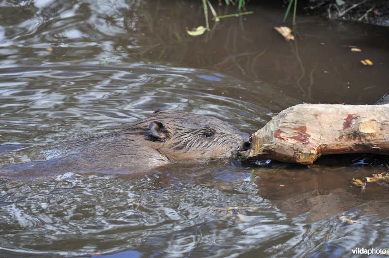 Zwemmende bever duwt een stam voort