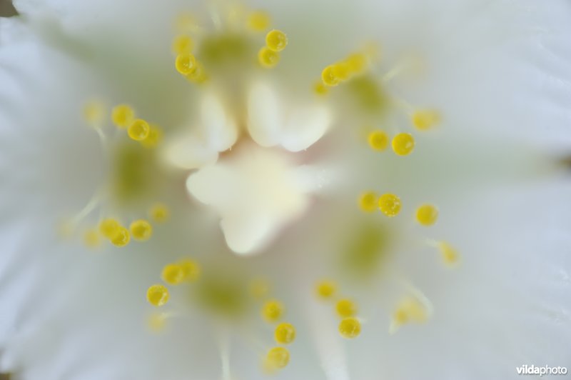 Bloem van parnassia