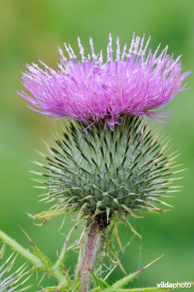 Bloem van Speerdistel