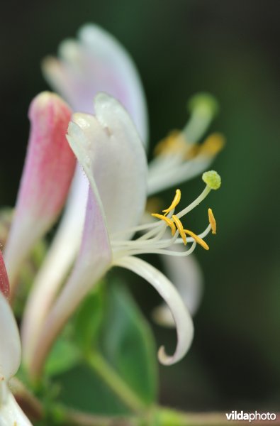 Bloemen van kamperfoelie