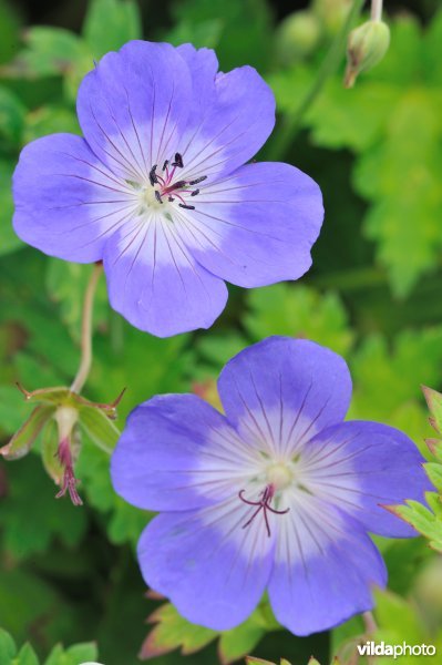 Geranium 'Rozanne'