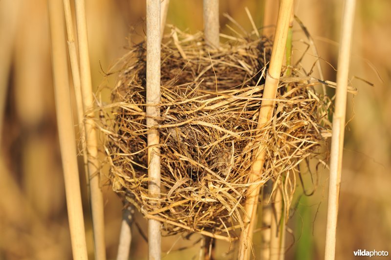 Nestje van karekiet
