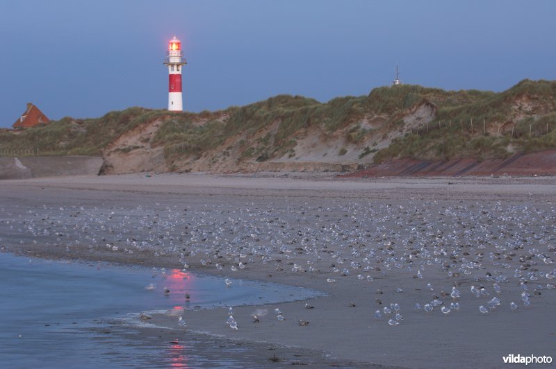 Noordzeestrand