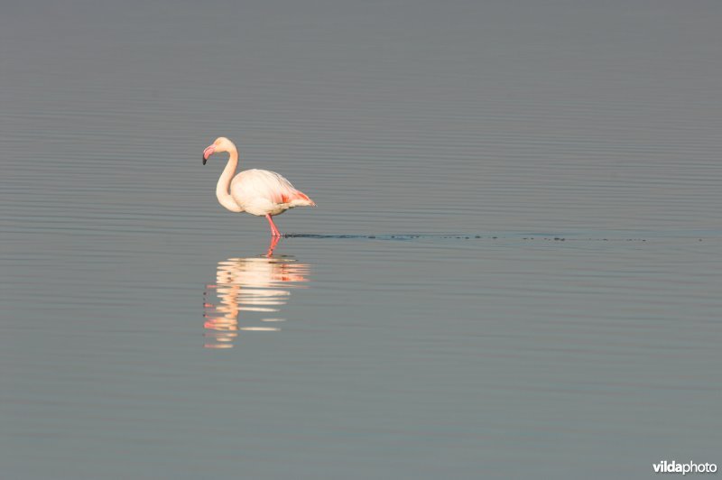 Flamingo's in de Camargue