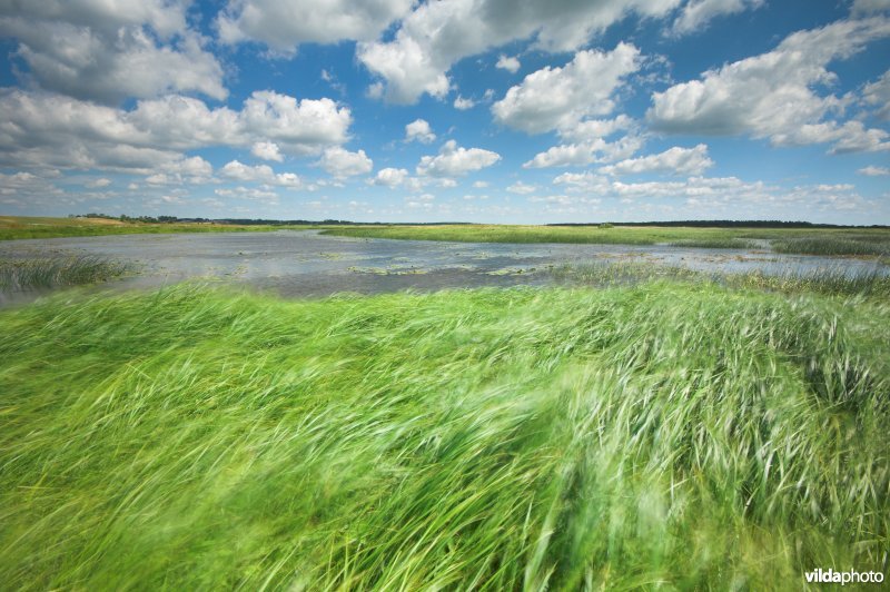 De Narewvallei in de Biebrza