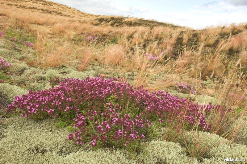 Landduinen in de Narewvallei