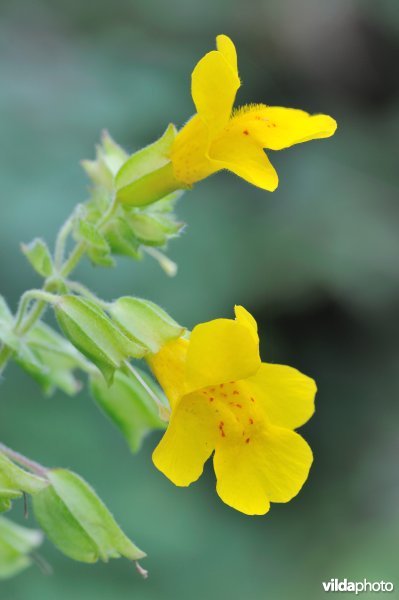 Gele maskerbloem