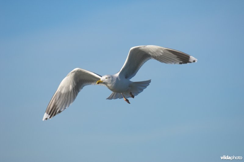 Zilvermeeuw in vlucht