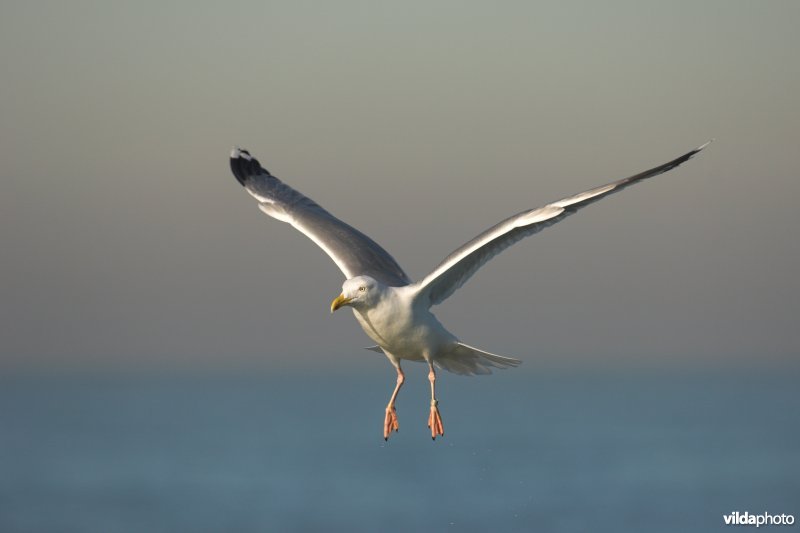 Geringde Zilvermeeuw in vlucht