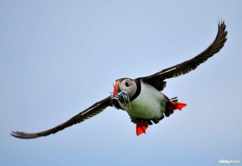 Papegaaiduiker in vlucht met visjes