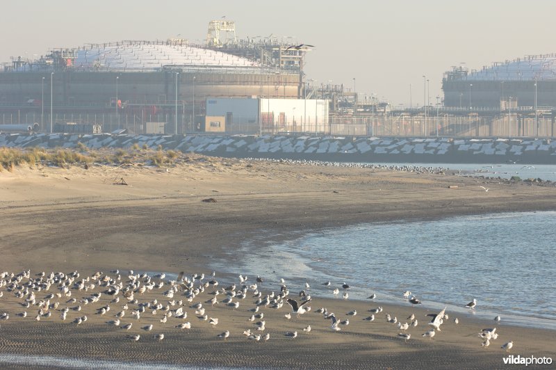 Sternenschiereiland in haven Zeebrugge