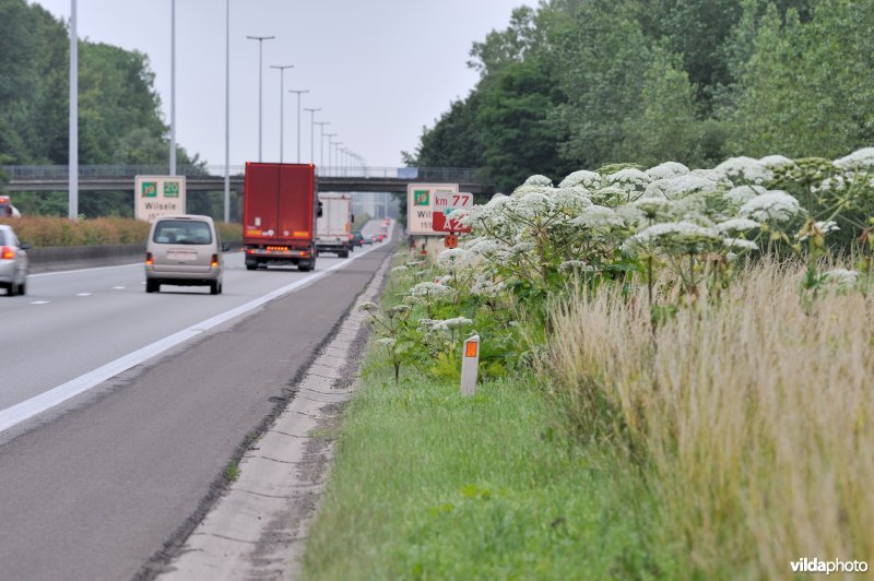 Reuzenberenklauw in wegberm