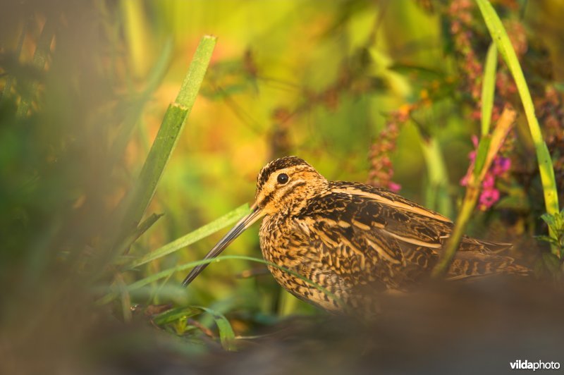 Watersnip