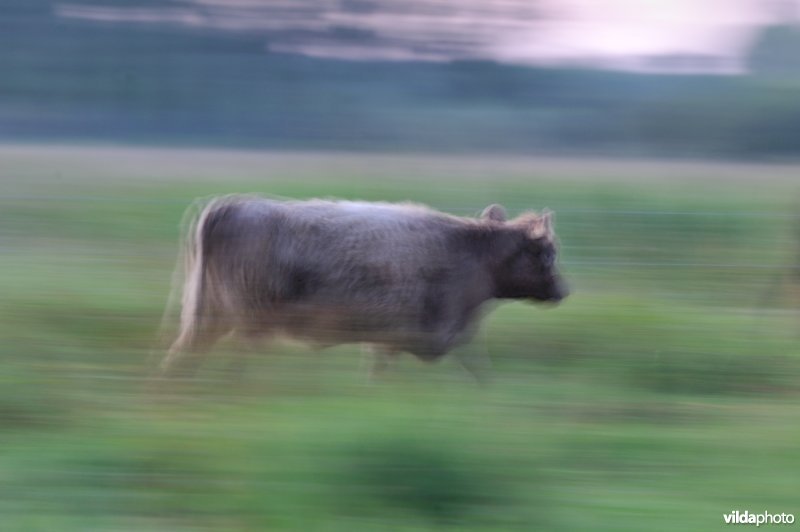 De grazers van de demerbroeken