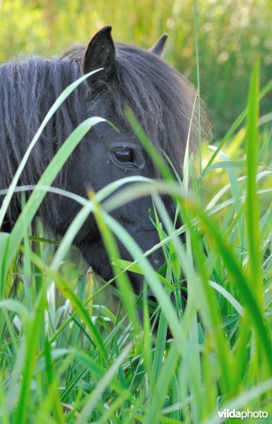Paardje in de Demerbroeken