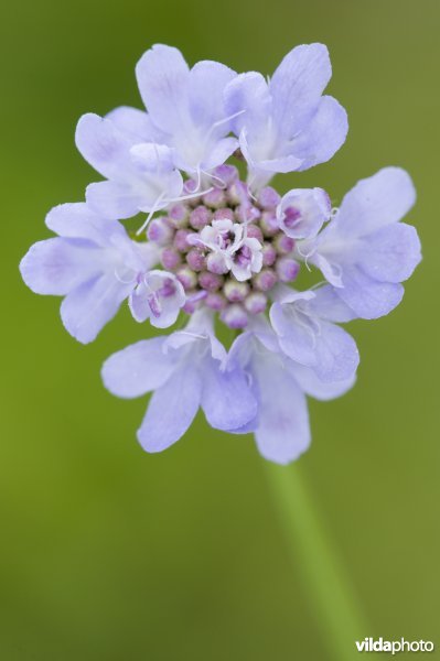 Duifkruid