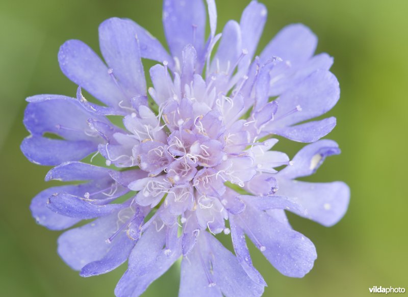 Bloem van Beemdkroon