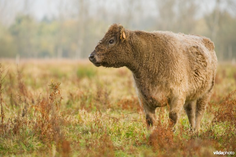 Grazers in de herfstige Demerbroeken