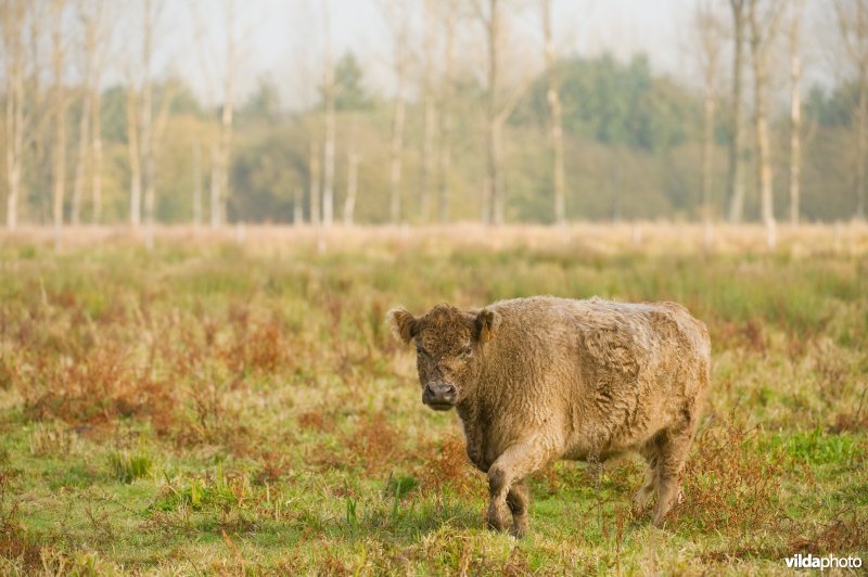 Grazers in de herfstige Demerbroeken