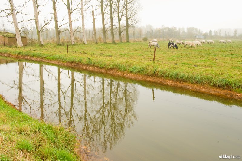 Leigracht in de Demerbroeken