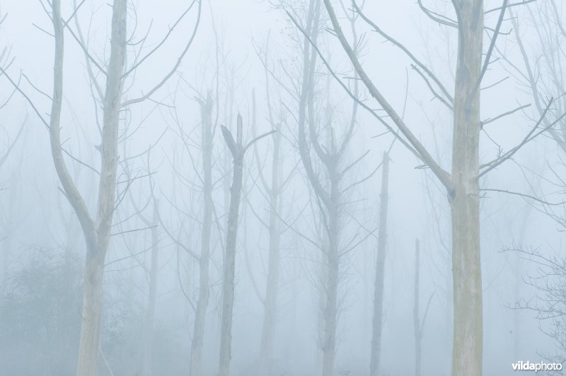 Dode populieren langs de Demer