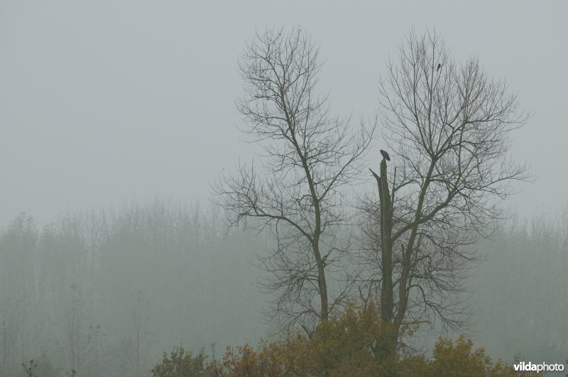 Buizerd in de Demerbroeken