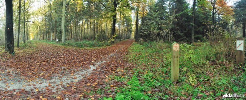 De dreven van het Drongengoed