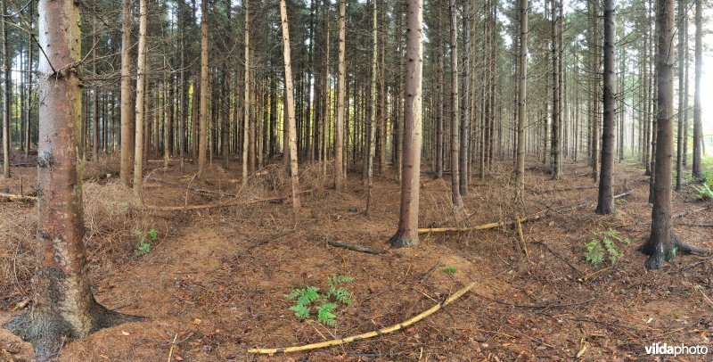 Fijnsparren in Drongengoedbos