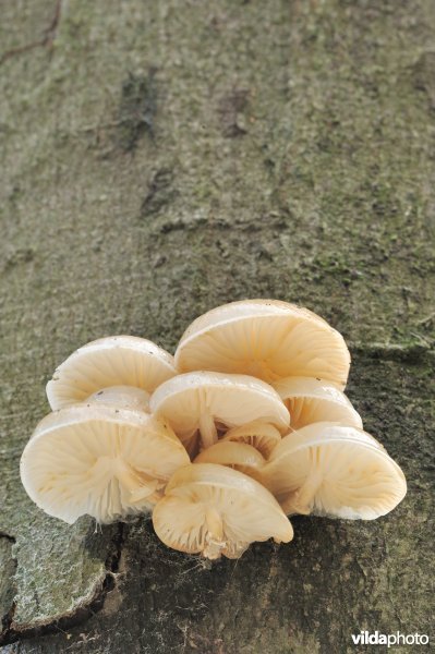 Porseleinzwam