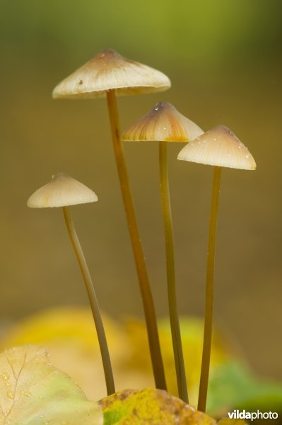 Prachtmycena's