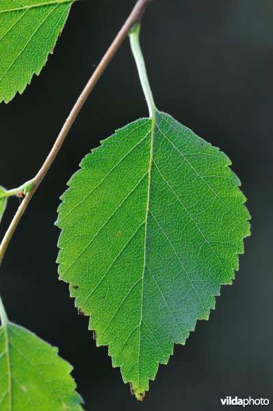 Blad van Zachte berk