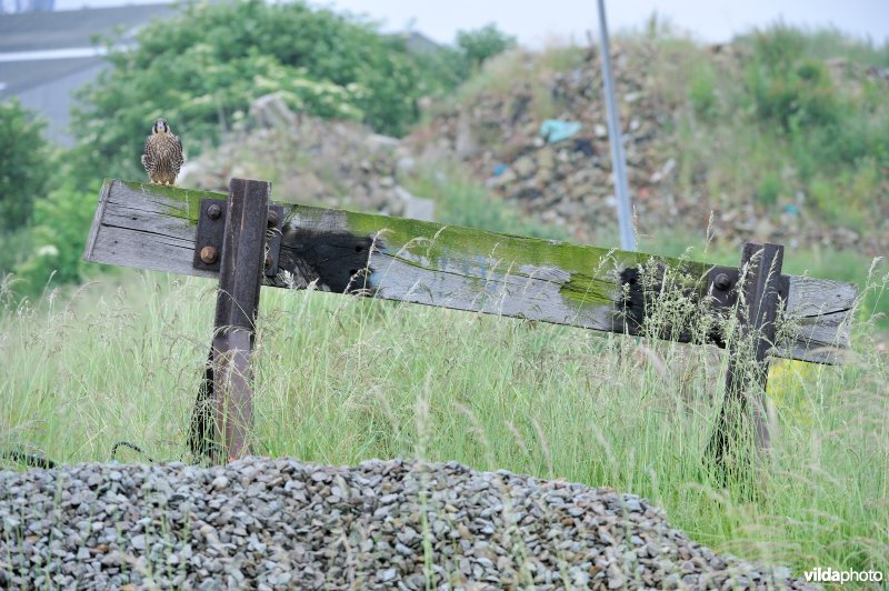 Jonge slechtvalk in een industrieterrein