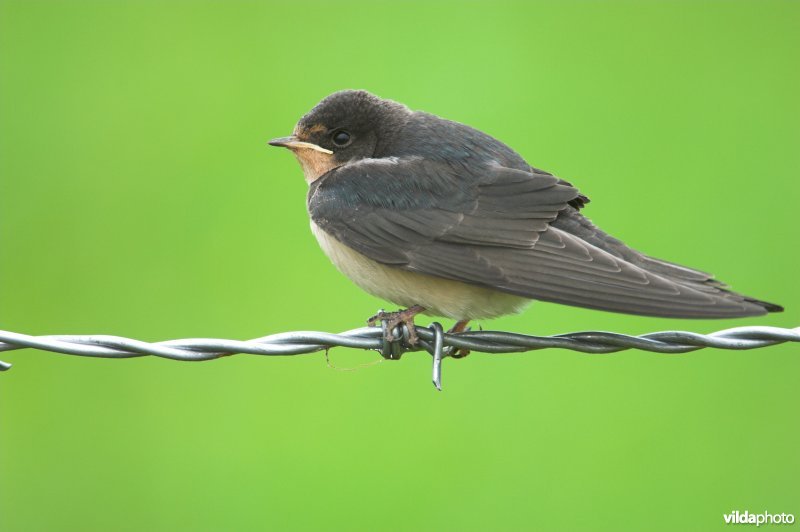 Boerenzwaluw op prikkeldraad