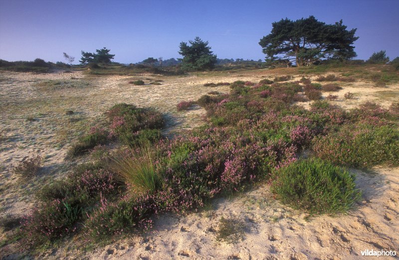 Natuurreservaat Kalmthoutse Heide